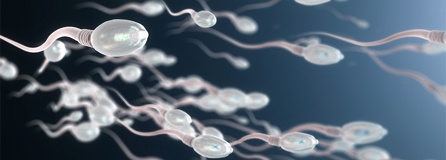 Spermiogramm